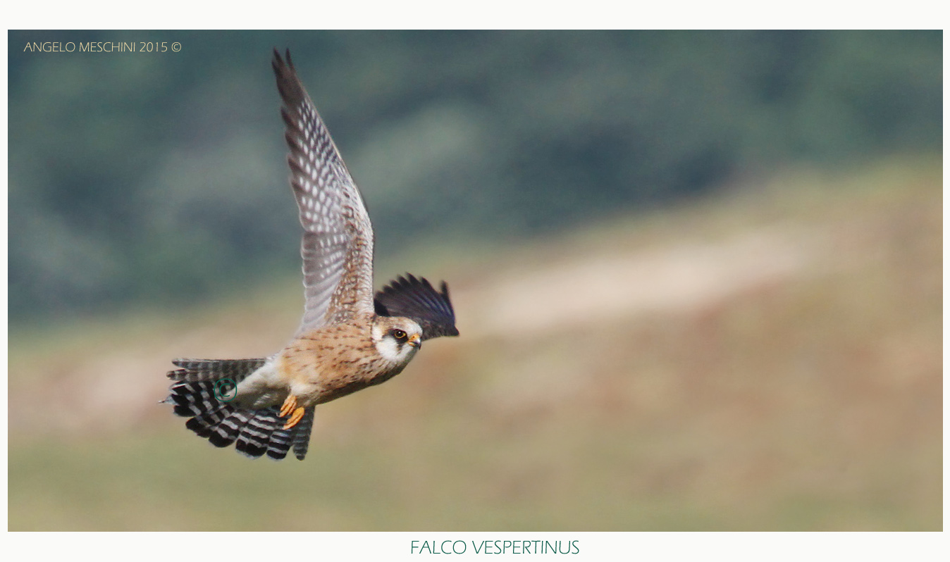Falco cuculo_femmina